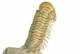 Flying Crotalocephalina Trilobite - Exposed Hyposteme #339446-5